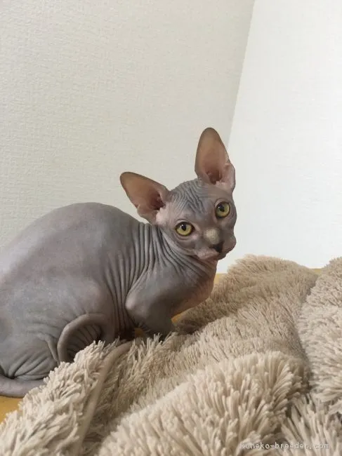 ID：1703-00478の子猫