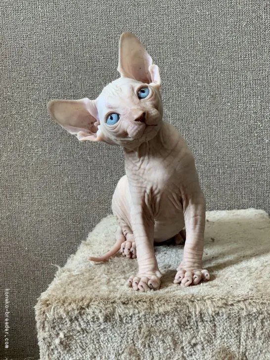 ID:2007-00170の子猫