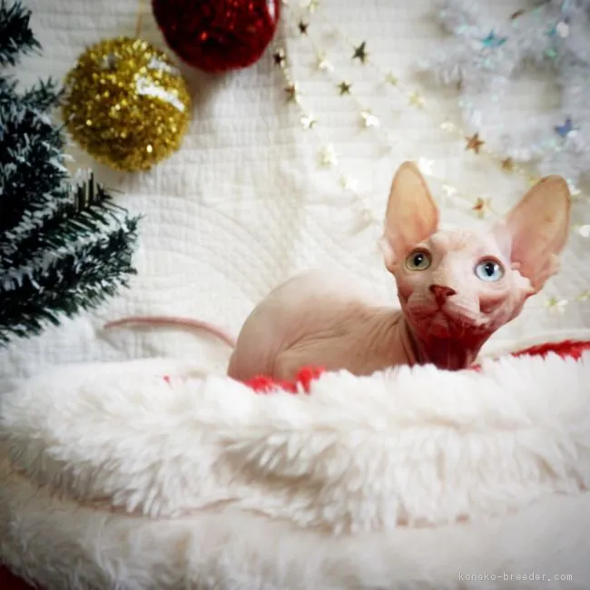 ID：1710-00777の子猫