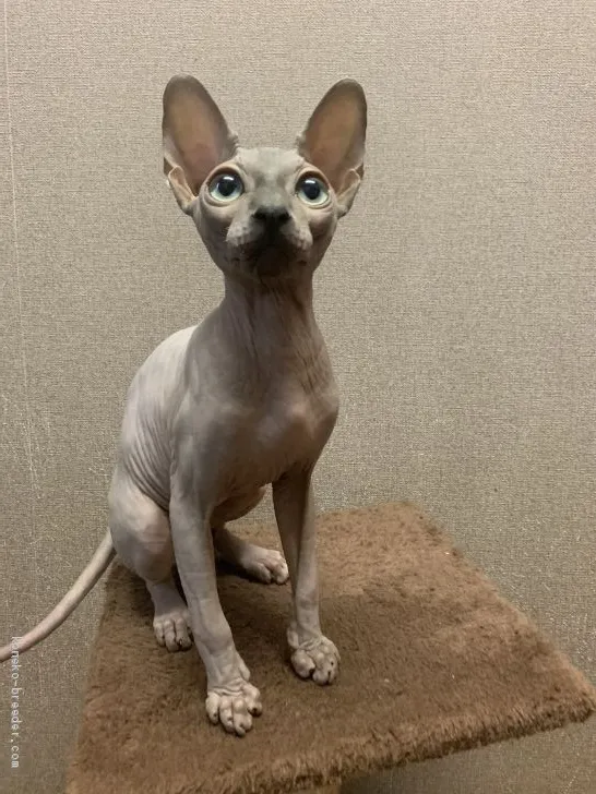 ID:1910-00842の子猫