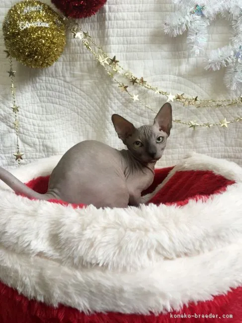 ID:1710-01029の子猫
