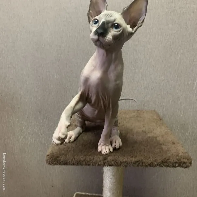 ID:1911-00518の子猫