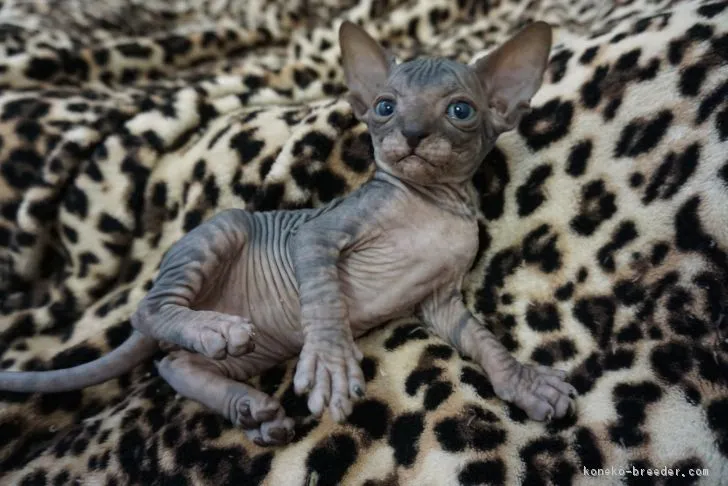ID：1809-00233の子猫