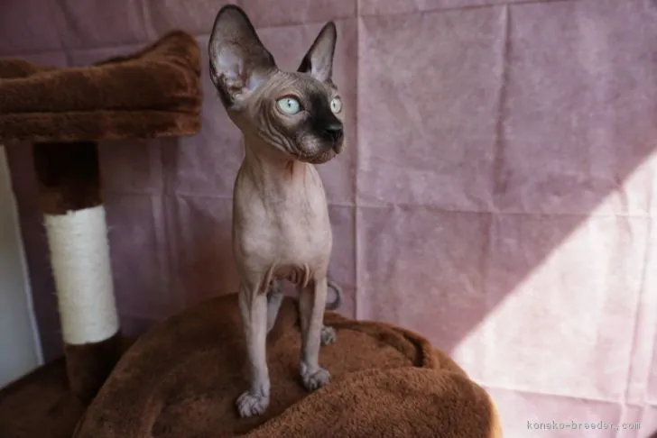 ID：1703-00389の子猫