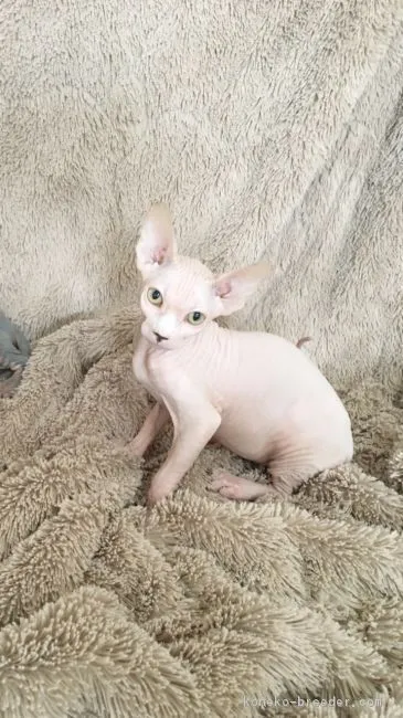 ID:1703-00460の子猫