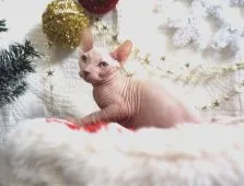 スフィンクス【福岡県・男の子・2017年9月17日・ホワイトオッドアイ】の写真1「可愛い僕に会いに来てね☆」