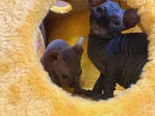 スフィンクス【福岡県・女の子・2018年12月24日・ブラック】の写真2