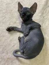 スフィンクス【福岡県・女の子・2018年12月24日・ブラック】の写真3「2019.02.01撮影❤️」