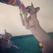 スフィンクス【福岡県・女の子・2017年2月1日・チョコレート】の写真4