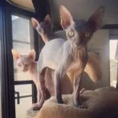 スフィンクス【福岡県・男の子・2017年2月1日・ブラックタビー】の写真5