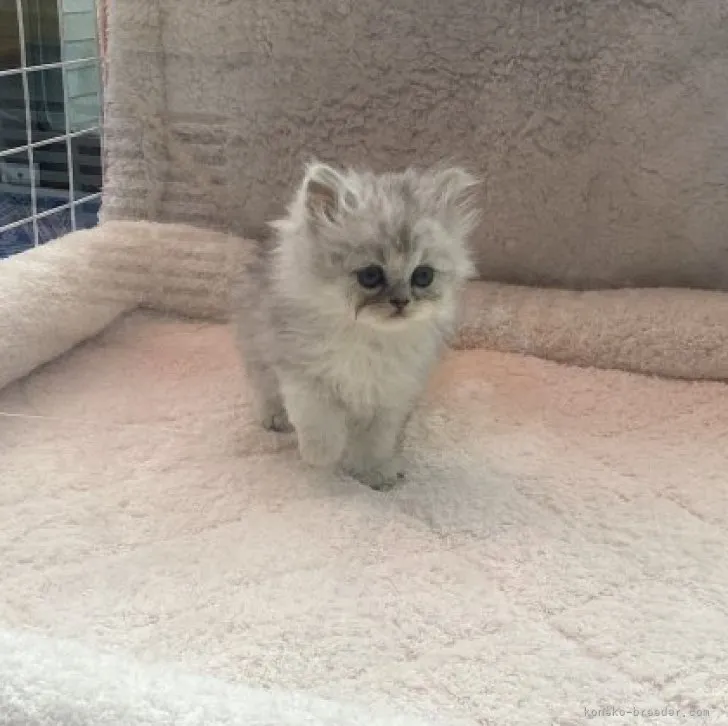ID:2311-01035の子猫