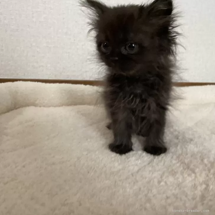 ID:2404-03288の子猫