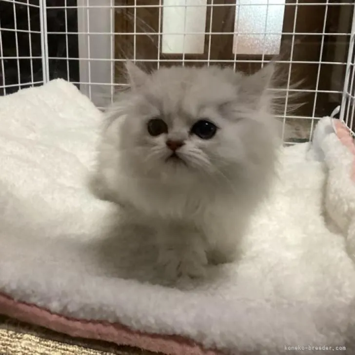 ID:2212-02358の子猫