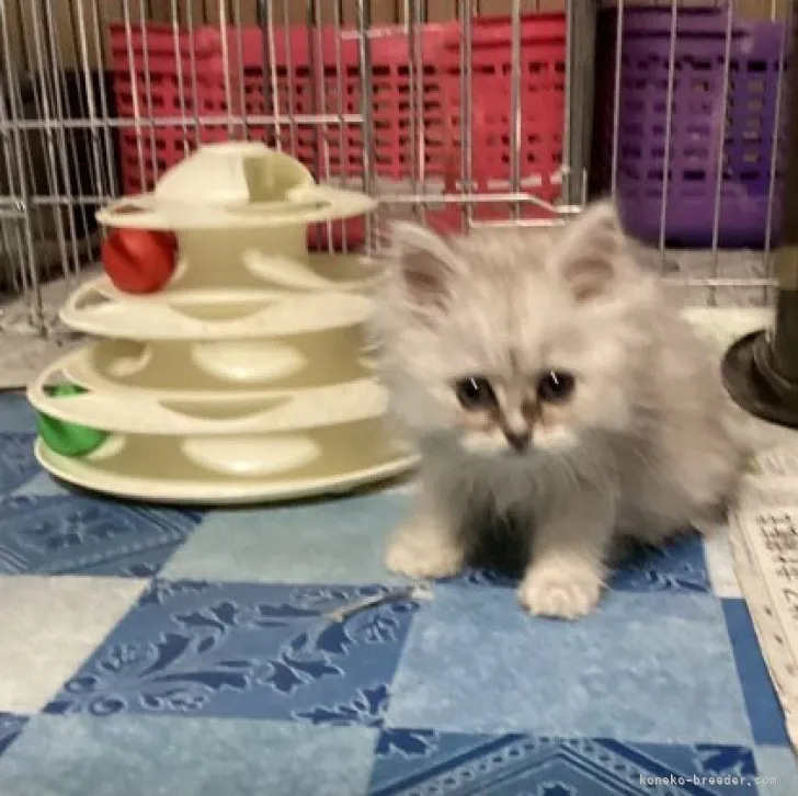 ID：2312-01001の子猫