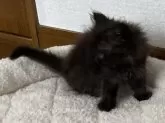 ペルシャ(チンチラ)【宮城県・女の子・2024年3月4日・ブラックスモーク】の写真4