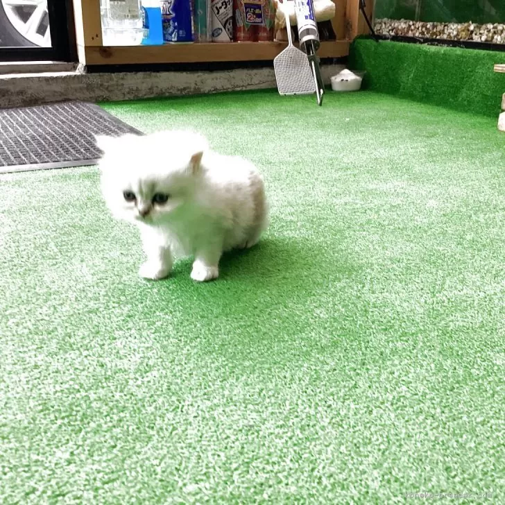 ID:2507-00967の子猫