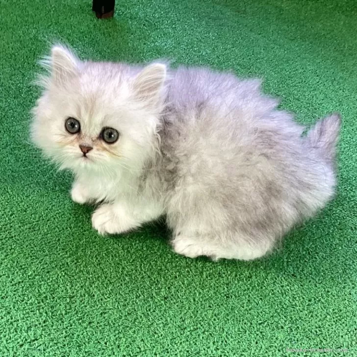 ID：2412-01727の子猫