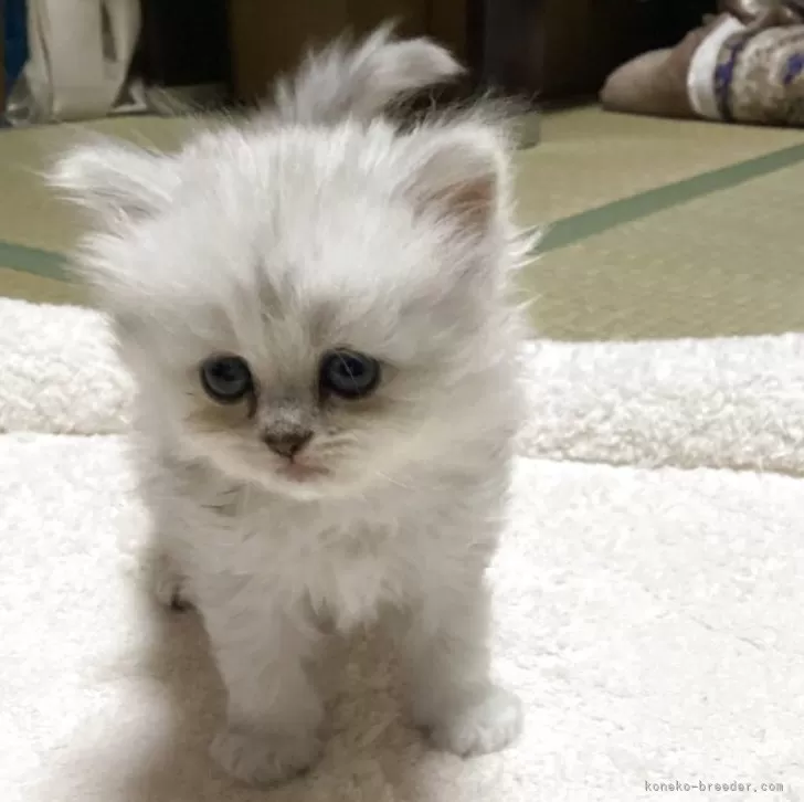 S.T 様のお迎えした子猫
