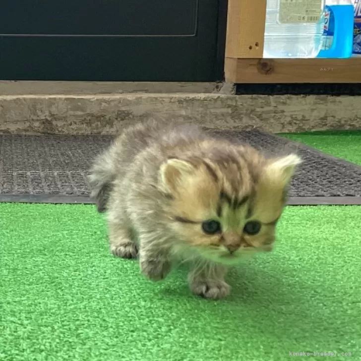 ID:2503-02624の子猫