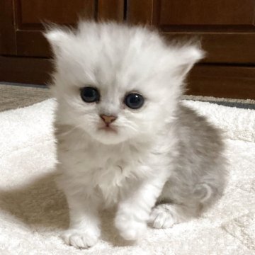 ペルシャ(チンチラ)【宮城県・女の子・2025年10月1日・シルバー】の写真「可愛い女の子♪」