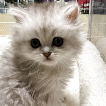 ペルシャ(チンチラ)【宮城県・女の子・2025年10月1日・シルバー】の写真「可愛い女の子♪」