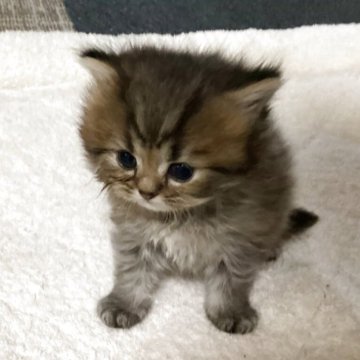 ペルシャ(チンチラ)【宮城県・女の子・2025年10月1日・ゴールデン】の写真「可愛い女の子♪」