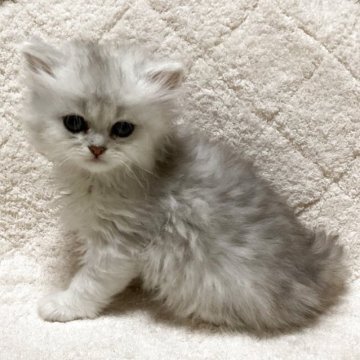 ペルシャ(チンチラ)【宮城県・女の子・2025年10月1日・シルバー】の写真「可愛い女の子♪」