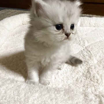 ペルシャ(チンチラ)【宮城県・男の子・2025年10月1日・シルバー】の写真「可愛い男の子♪」
