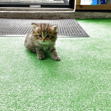 ペルシャ(チンチラ)【宮城県・男の子・2025年6月8日・ゴールデン】の写真「可愛い男の子♪」