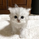 ペルシャ(チンチラ)