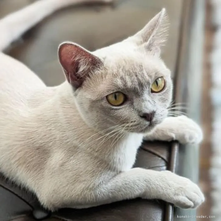 ID:2207-02615の子猫