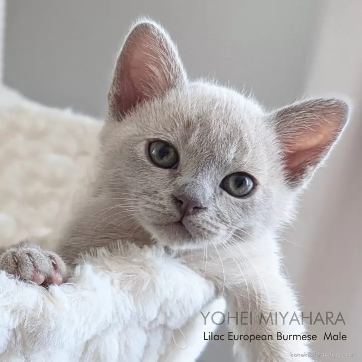 ID：2409-00167の子猫