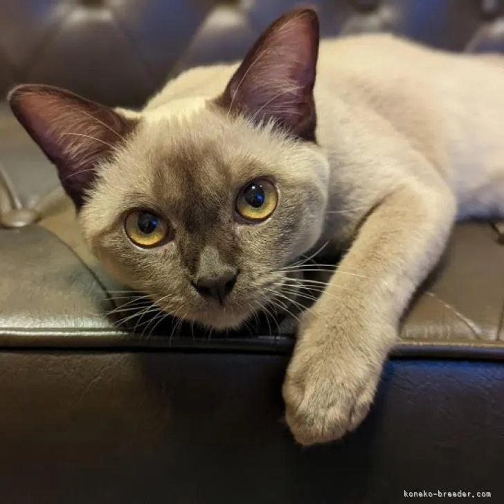 ID:2207-02600の子猫