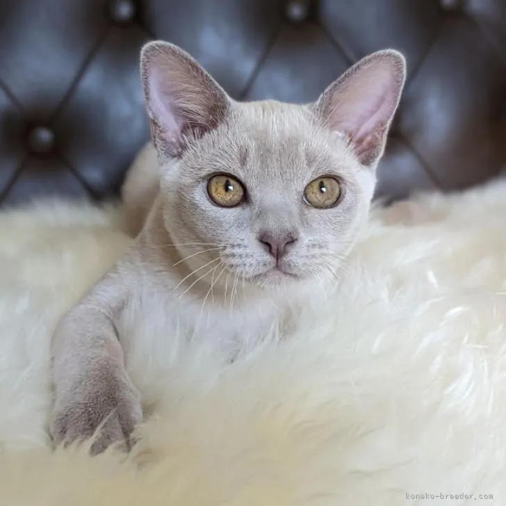 ID：2207-02621の子猫