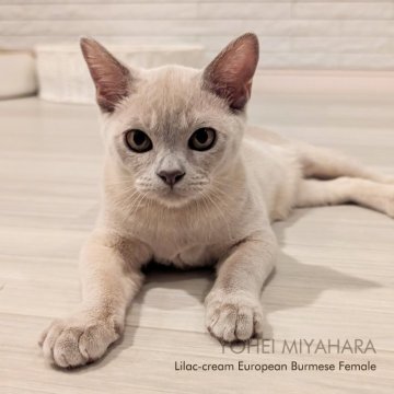 ヨーロピアンバーミーズ【東京都・女の子・2024年6月24日・ライラッククリーム】の写真「父猫CFA GC,RW 綺麗な顔立ち・懐っこいです」