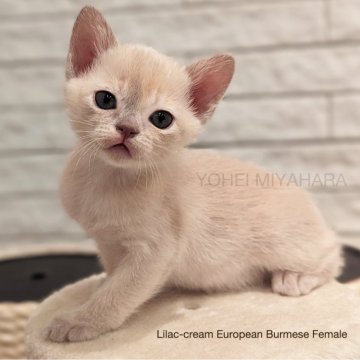 ヨーロピアンバーミーズ【東京都・女の子・2024年2月13日・ライラッククリーム】の写真「【国内希少種】綺麗な目型と明るいコート」