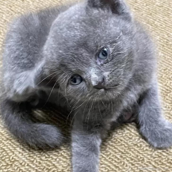 ID：2409-01548の子猫