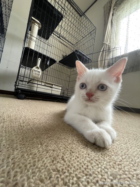 ブリティッシュショートヘア【・男の子・2023年7月4日・クリームポイント】「かっこいいおもちくんです」