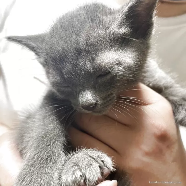 ID：2505-00057の子猫