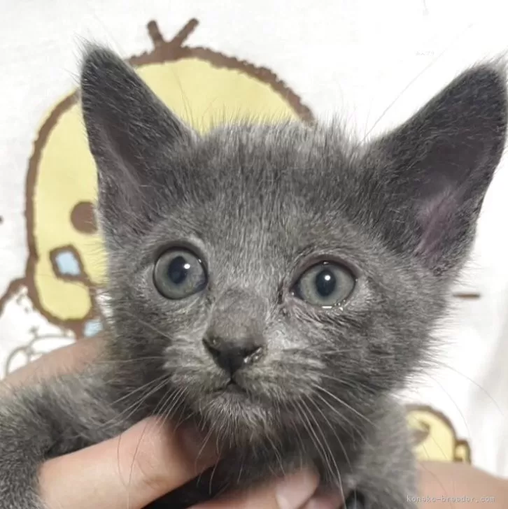 ID:2505-00058の子猫