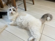 ラグドール【・女の子・2022年6月19日・ブルーポイントバイカラー】