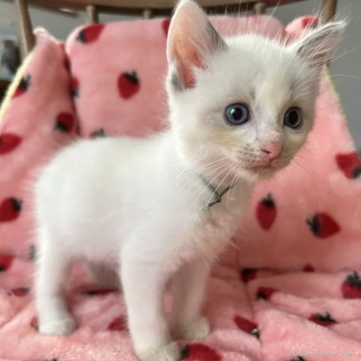ID：2308-02673の子猫