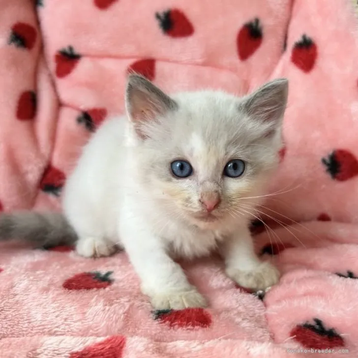 ID:2308-02711の子猫