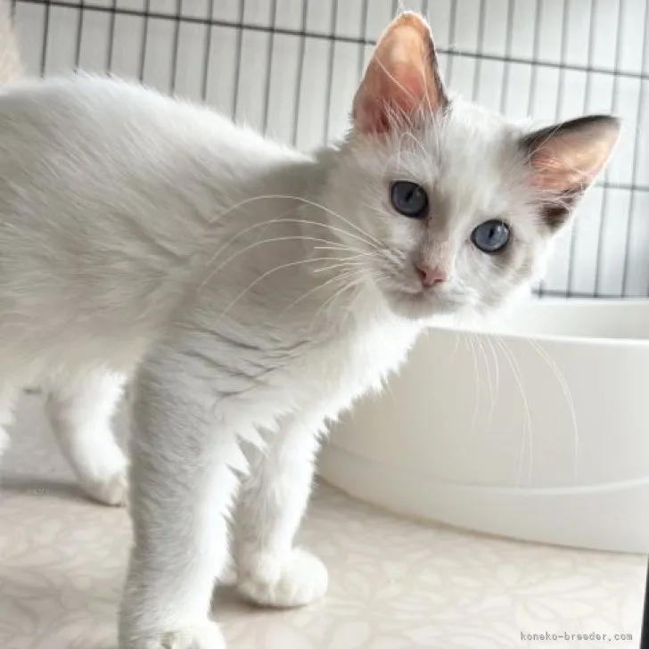 ID：2309-00337の子猫