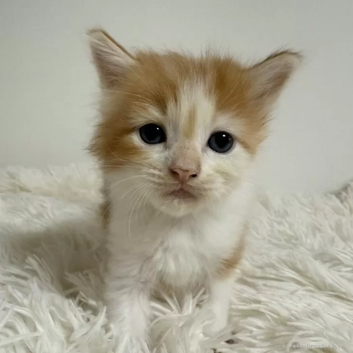 ID:2410-02933の子猫