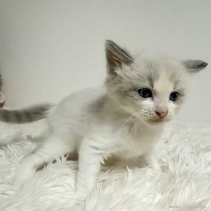 ID：2410-02928の子猫