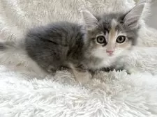 サイベリアン【神奈川県・女の子・2025年7月5日・ブルーパッチドタビー&ホワイト】の写真10