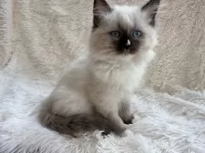 サイベリアン【神奈川県・女の子・2025年8月25日・シールポイントミテッド】の写真11