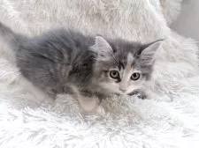 サイベリアン【神奈川県・女の子・2025年7月5日・ブルーパッチドタビー&ホワイト】の写真11