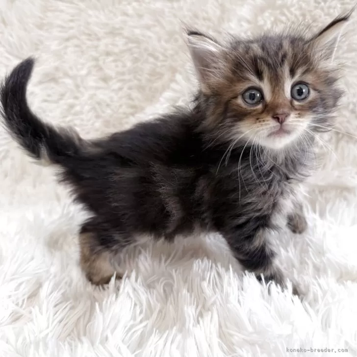 ID：2506-01082の子猫